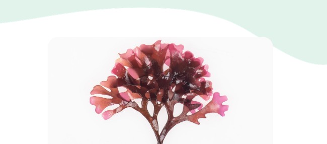 Carrageen
