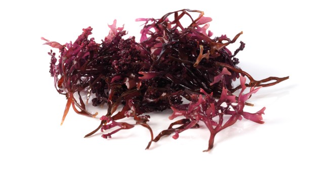 Carrageen