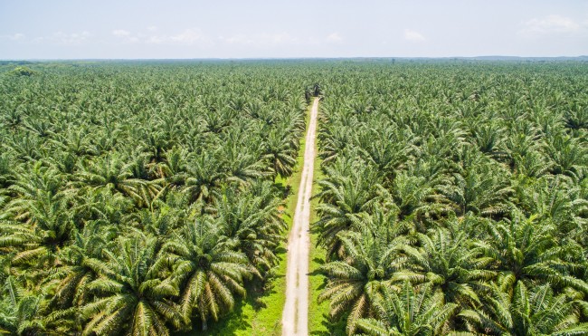 CodeCheck Palmöl Header CanvaPro 1