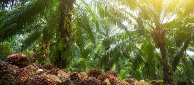 CodeCheck Palmöl Header CanvaPro 2