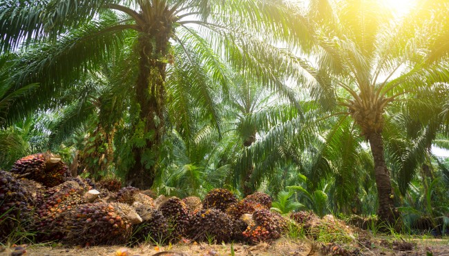 CodeCheck Palmöl Header CanvaPro 2