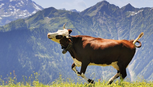 Happy Cow