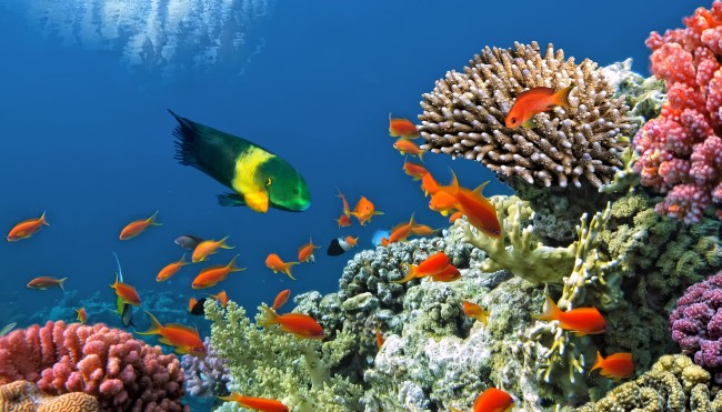 Korallensterben wg Klimawandel