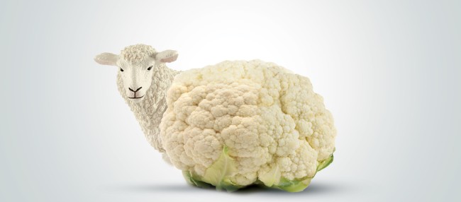 Nicht vegetrarisch