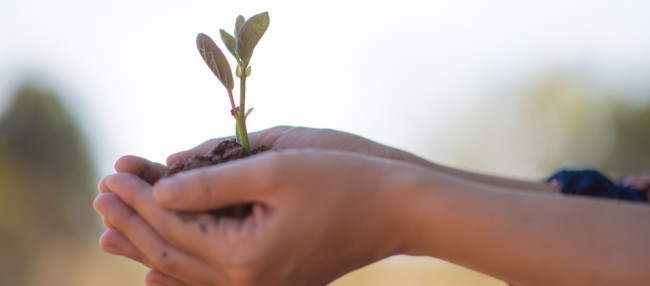 Planting trees Baum
