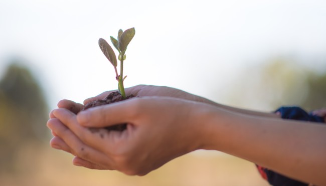 Planting trees Baum