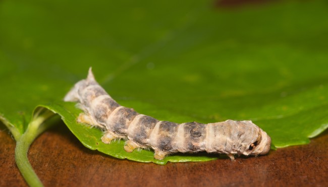 Seidenraupe