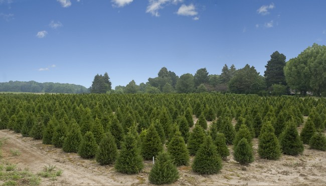 Weihnachtsbaum-Plantage