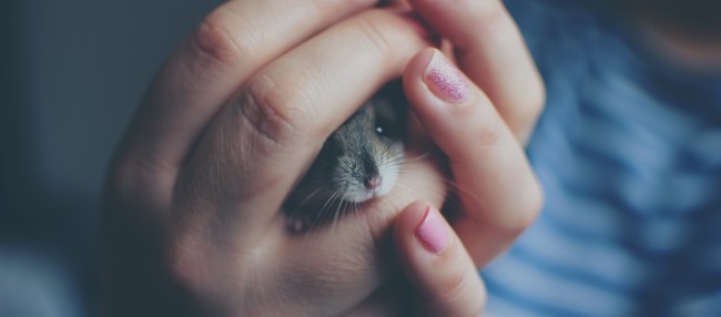 animal-baby-blur-325490