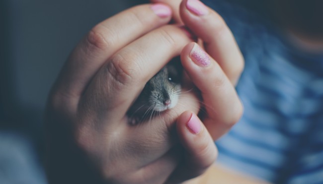 animal-baby-blur-325490
