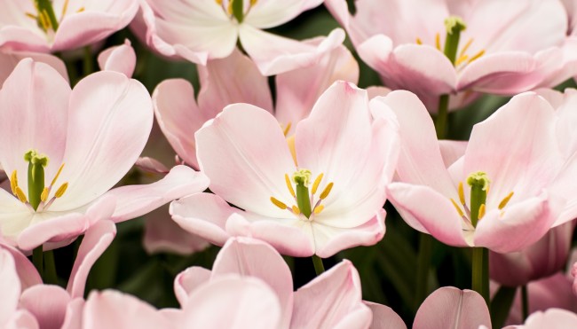 blumen