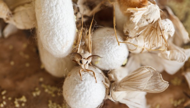 bombyx mori seide