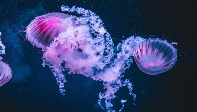 diane-picchiottino-UjDi-ChqdhQ-unsplash