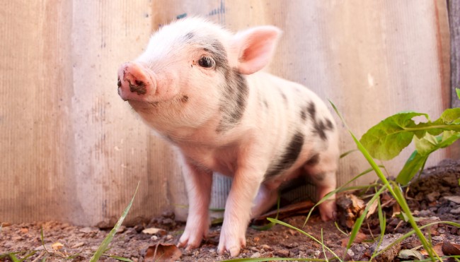 ferkel-schwein-94651210 Kopie