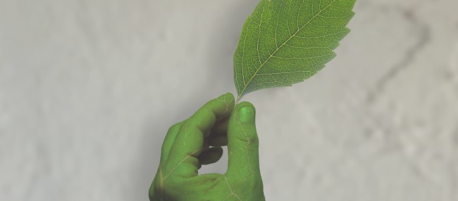 [final] Greenwashing 80