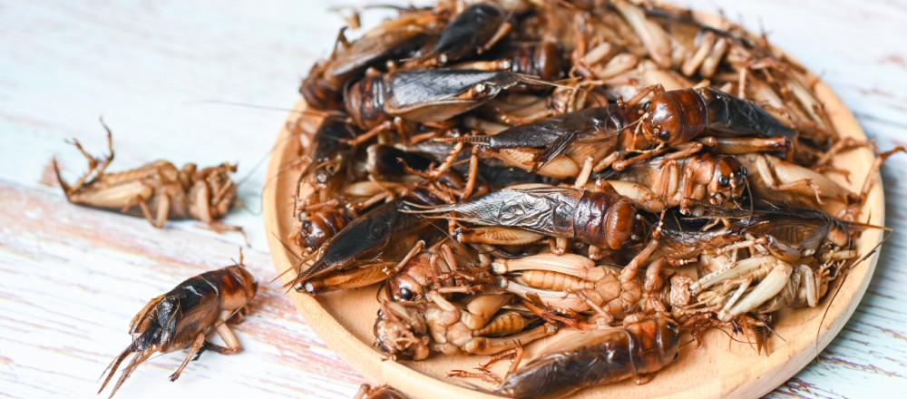 [final] Insekten in Lebensmitteln