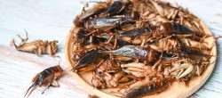 [final] Insekten in Lebensmitteln