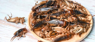 [final] Insekten in Lebensmitteln