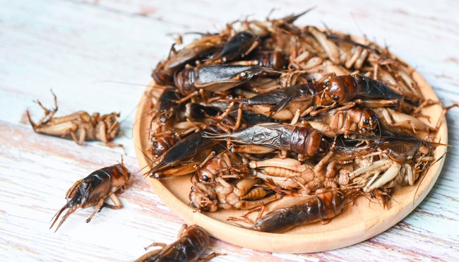 [final] Insekten in Lebensmitteln