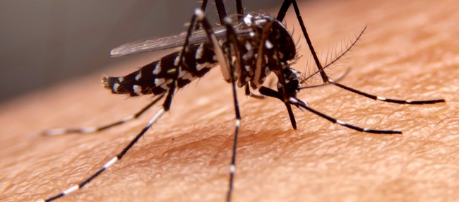 [final] Mückenmittel neu