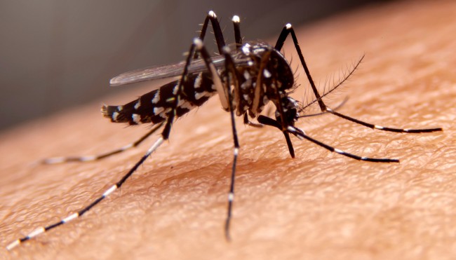 [final] Mückenmittel neu