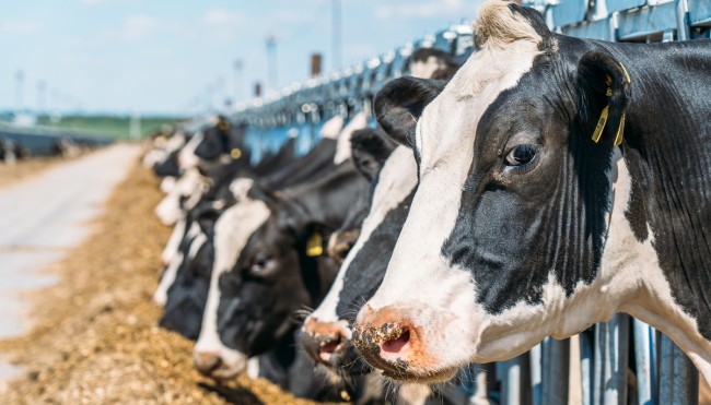 [final] Umweltfreundliche Lebensmittel Illu 5