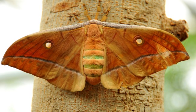 maulbeerspinner bombyx mori