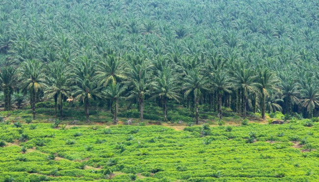 palmöl-plantage-145953959 Kopie