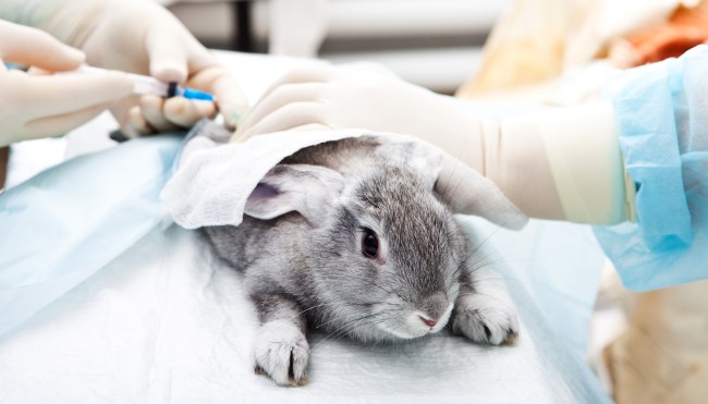 tierversuche-hase-labor-124776448 Kopie